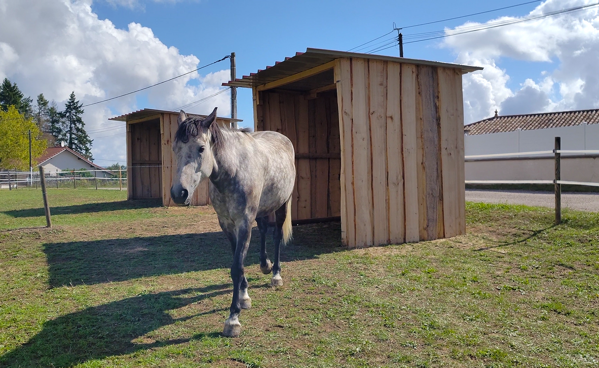 Abris de pré pour chevaux
